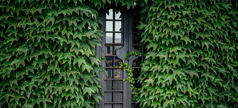 Garden Gate Repair in New Port Richey, FL